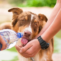 El calor está inclemente y tus perros sufren más con el calor: seguí estos 3 tips claves para refrescarlos