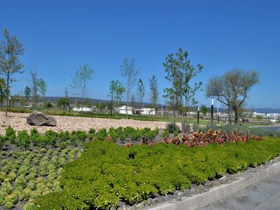 Cuáles son las suculentas que mejor crecen en parques y jardines