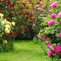 El secreto económico con algo que siempre tenés en casa, para que tu rosal se llene de las más lindas rosas