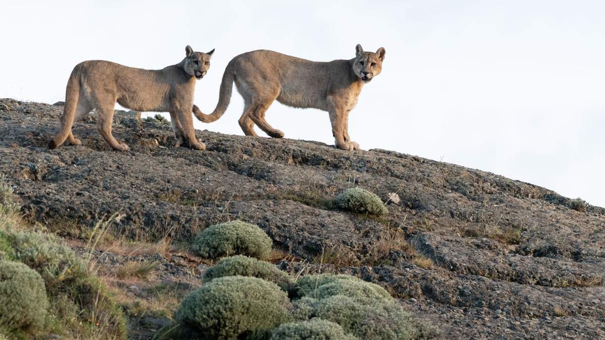 Rompió la cuarentena para cazar pumas. Fuente: (Twitter)