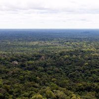 Encontrados con vida tres niños y un bebé desaparecidos hace más de dos semanas en la selva