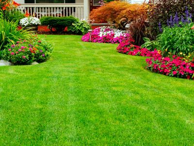 3 tips claves para tener el césped más verde, sano y libre de plagas
