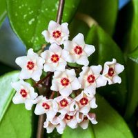 La forma correcta de cuidar tu planta Hoya carnosa para que crezca sana y explote de flores en tu jardín