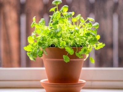 Útil en la cocina y cuida tu salud: la planta pequeña y de bajo mantenimiento que no puede faltar en tu casa