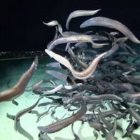 Una expedición descubre récord de peces en aguas profundas abisales