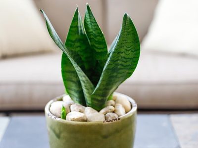 Suculentas: cuál es el remedio casero infalible para que crezca saludable la lengua de suegra