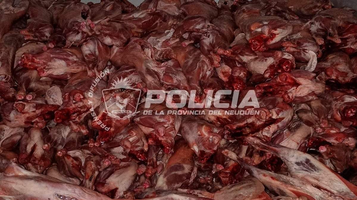 La caja del camión transportaba carne caprina y vacuna sin respetar normas de higiene ni seguridad alimentaria. Fuente (Policía de Neuquén)