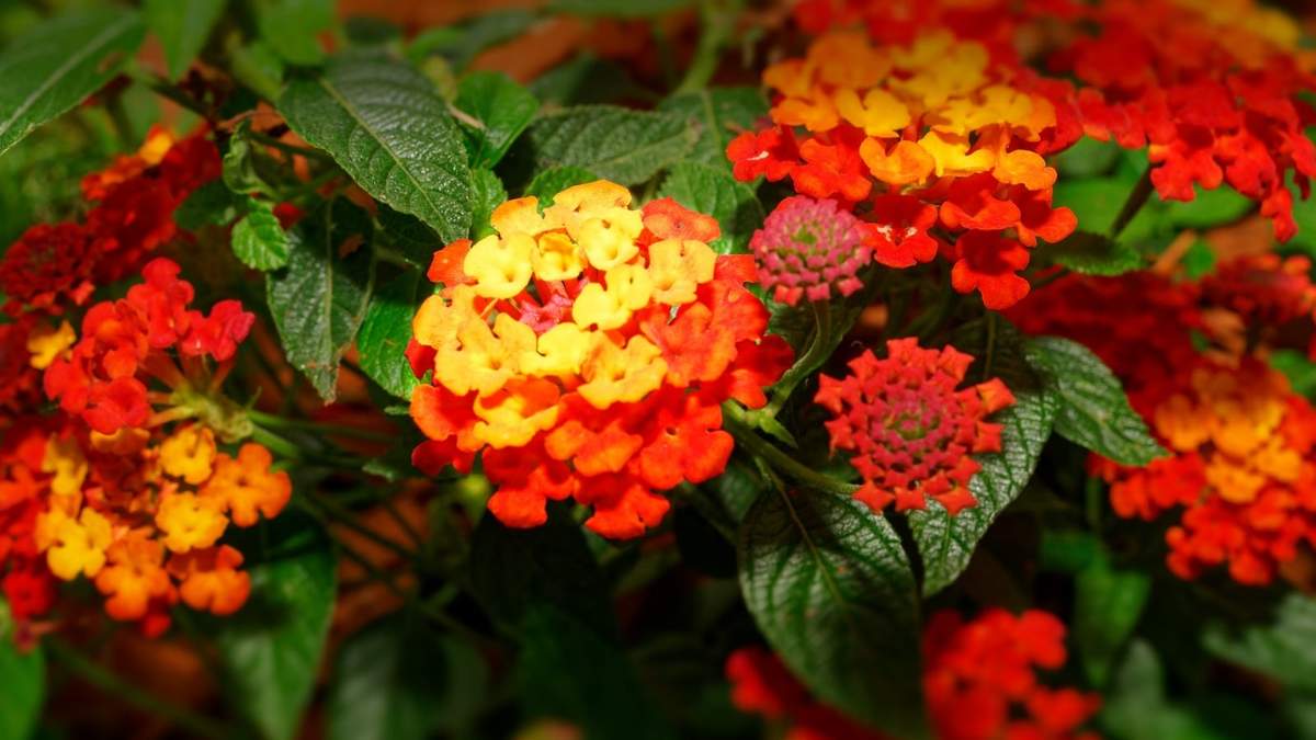 Plantas. Fuente: (Instagram)