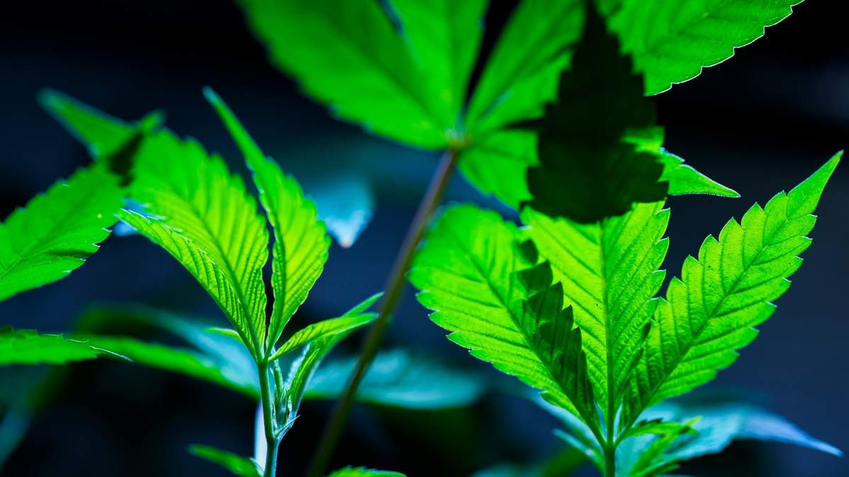Clones de cannabis se exhiben para clientes en el dispensario Home Grown Apothecary, en Portland, Oregon