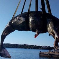 Hallan en Italia una cachalote muerta con 22 kilos de plástico y un feto en su estómago