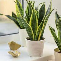 Con 2 ingredientes: el truco para que tu Sansevieria se llene de flores en solo unas semanas