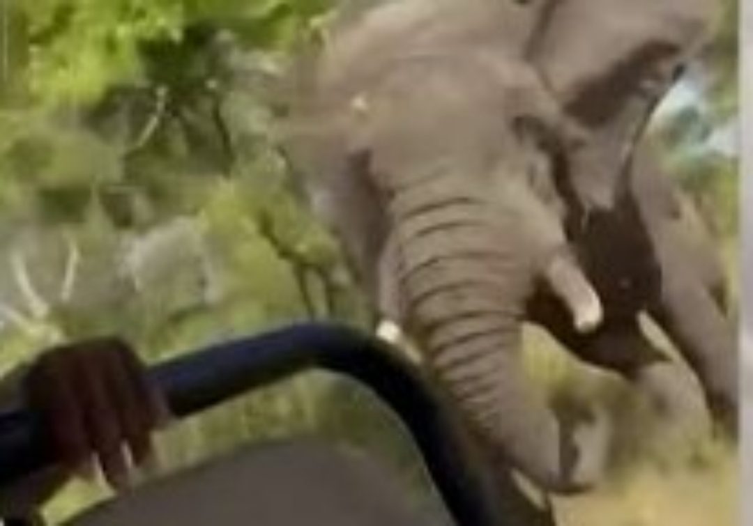 elefante2 (1)
