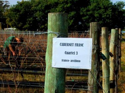 Vinos de Tandil: buscan difundir las bondades de este polo productivo