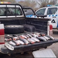 La dirección de Fauna de Neuquén incautó 30 truchas a pescadores furtivos
