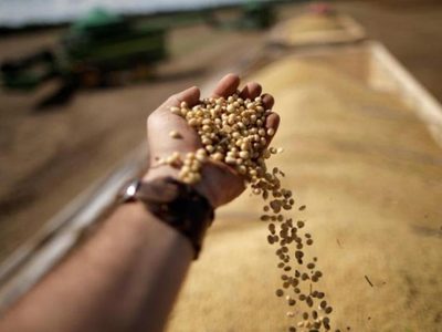 Heladas históricas en Brasil dejan importantes afectaciones en zonas agrícolas