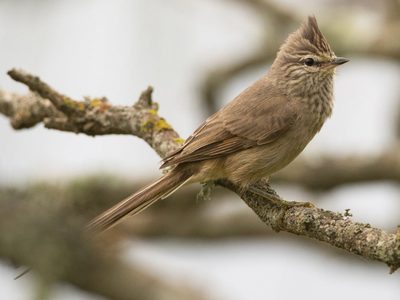 Curiosidades sobre el coludito copetón: el ave inquieta que se enamora solo una vez en la vida