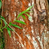 Si encontrás o tenés un pedazo de tronco en el jardín, aprovechalo para crear esta maceta rústica para suculentas