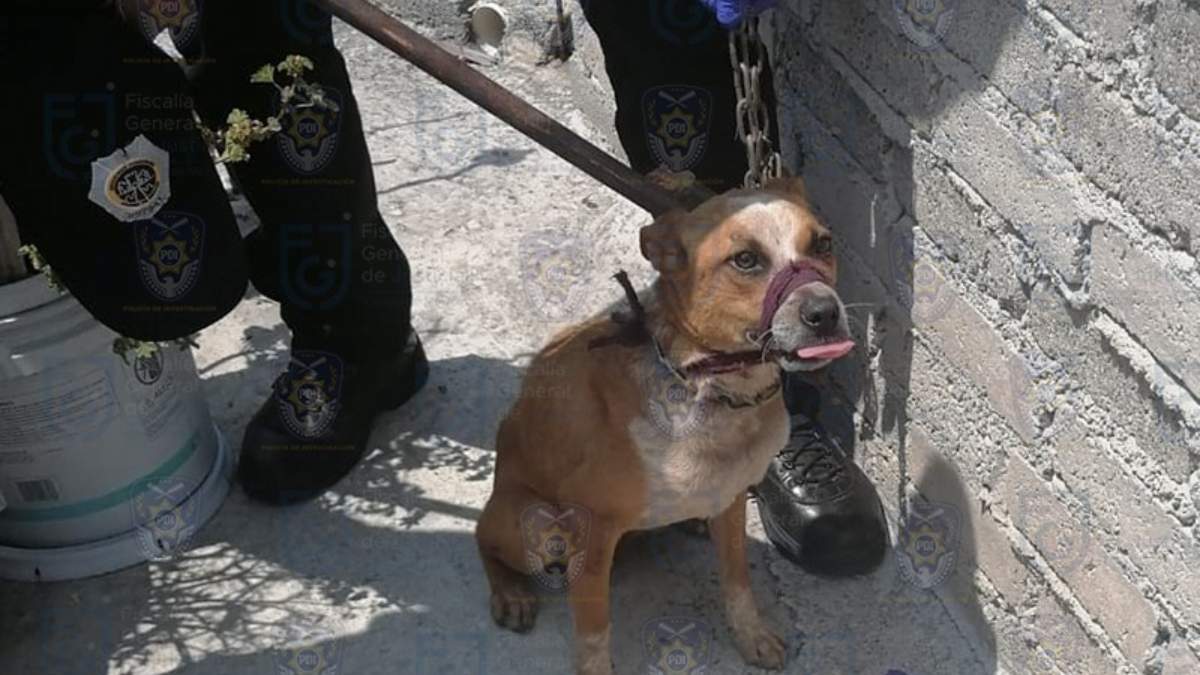 Uno de los perros rescatados