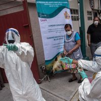 Coronavirus en México: casi 9.500 muertos y cerca de 85 mil infectados