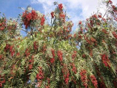 Los beneficios que seguro no conocías de tener un árbol de pimienta rosa en tu jardín: tomá nota