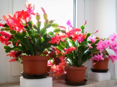 Embellecen tu jardín: 5 suculentas que aman la sombra y que son muy fáciles de cuidar