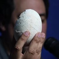 "Hallazgo impresionante": habló el paleontólogo que descubrió el huevo de dinosaurio en Río Negro