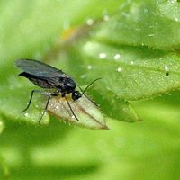 Eliminá las molestas mosquitas de la cocina con este truco viral, económico y muy efectivo