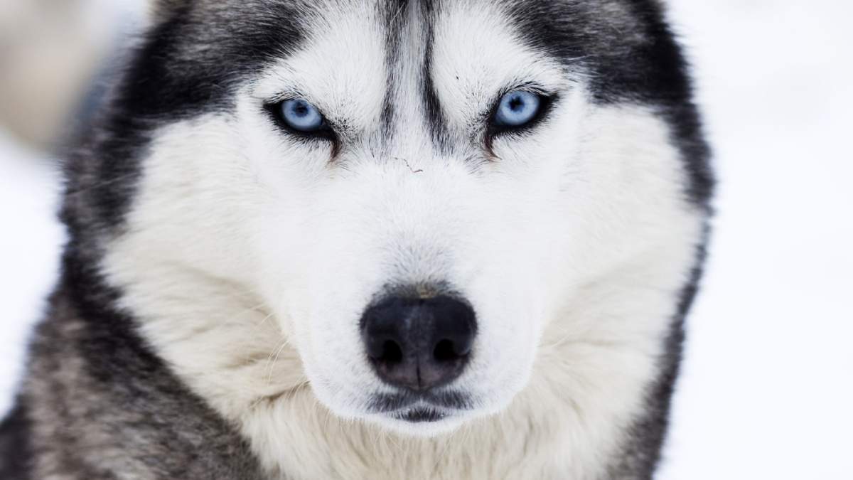 Perro. Fuente: (Twitter)