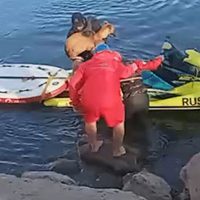 Operativo de rescate en el Limay: nueve personas y dos perros fueron evacuados de una isla