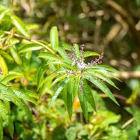 La poderosa planta que ayuda a combatir la tristeza y la depresión y que podés cultivar muy fácilmente en casa