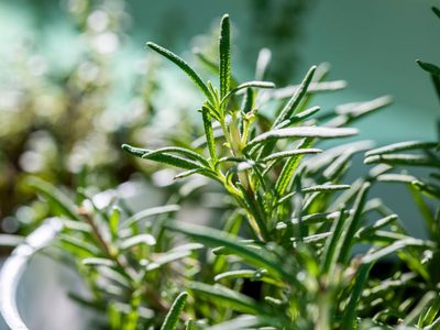 Dónde poner una planta de Ruda en tu hogar para atraer el dinero y la abundancia