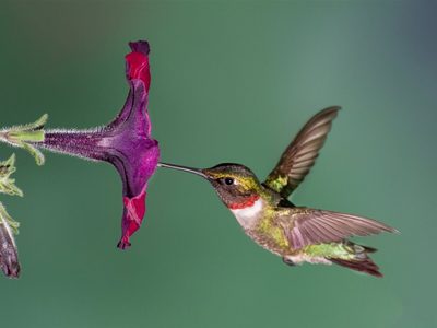 Curiosidades sobre el colibrí, el ave más pequeña y hermosa de América
