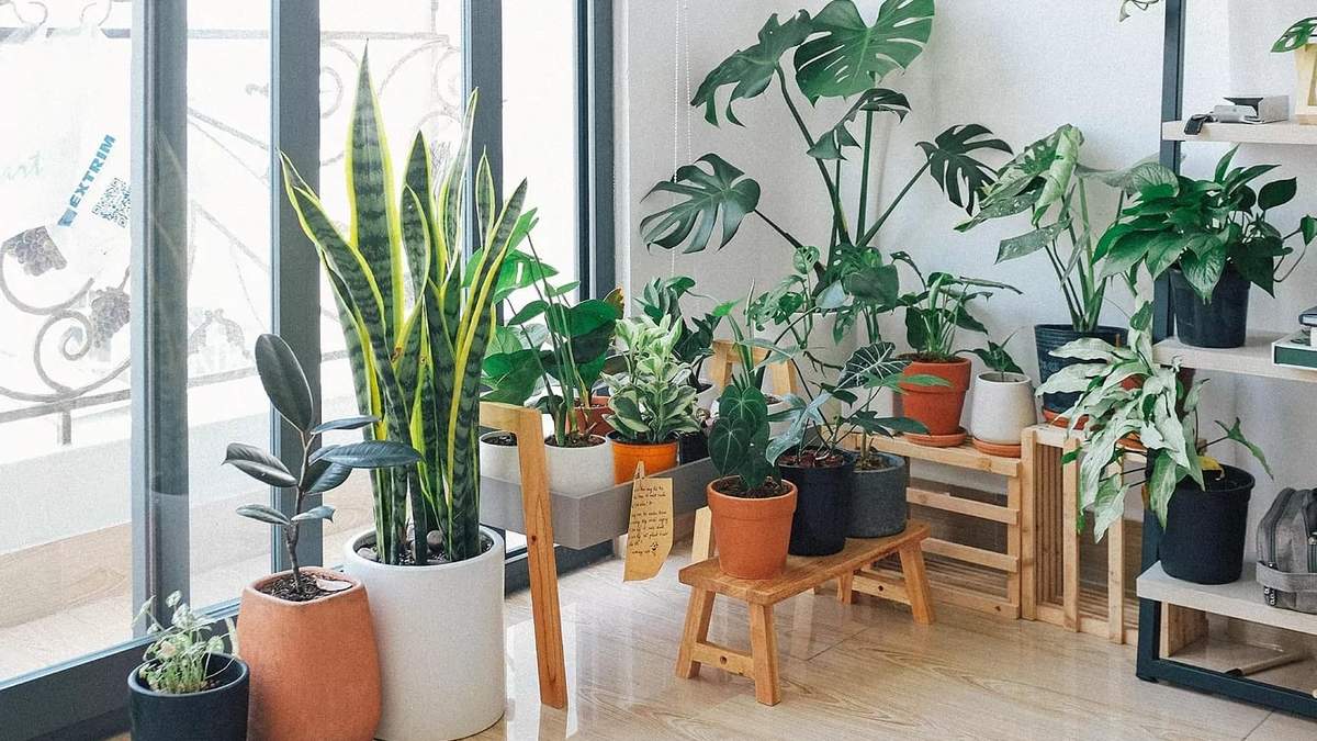 Plantas de interior. Fuente: (X)
