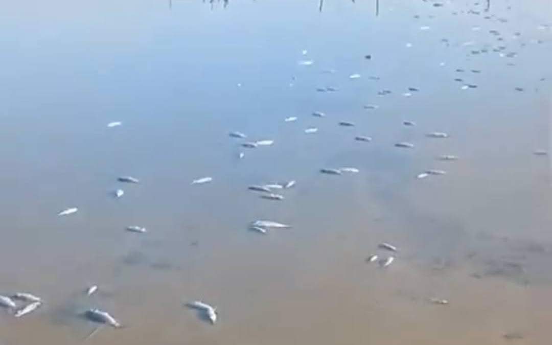 Muerte masiva de peces en la Laguna Madre, Tamaulipas