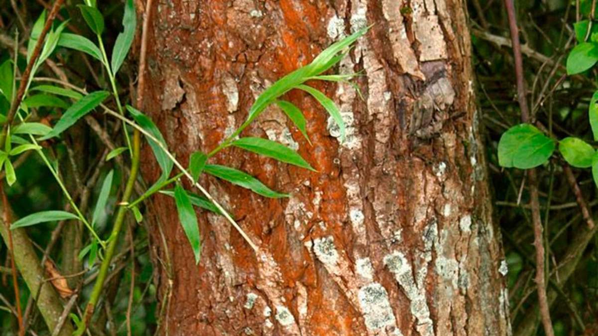 Árbol. Fuente: (X)