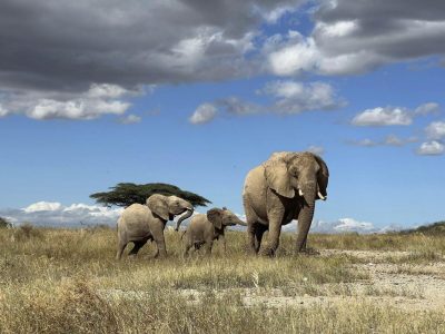 Estudio demuestra que elefantes africanos se llaman y responden a nombres individuales