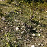 Hallan 2 mil 187 vestigios históricos en obras del Tren Maya