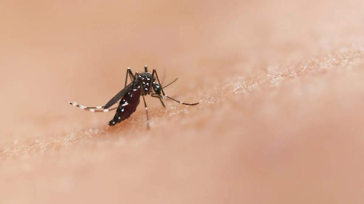 Dengue. Fuente: (Instagram)