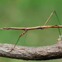 No lo mates: el insecto que pasa desapercibido en tu jardín y que te ayuda a controlar las plagas