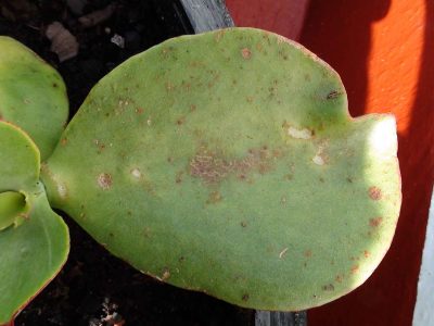 Suculentas: las principales razones por las que aparecen manchas marrones en las hojas