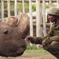 Muere el último rinoceronte blanco macho que quedaba en el mundo