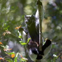 Los "primates cantantes" de Madagascar muestran habilidades musicales humanas