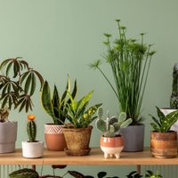 Ahorrá en decoración y mantenimiento: 3 plantas pequeñas que son perfectas para poner arriba de la mesa