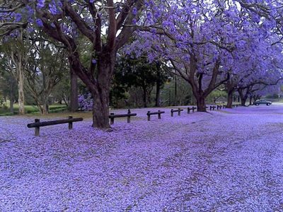 El árbol que está en todas las cuadras, da la flor más hermosa y además tiene propiedades digestivas