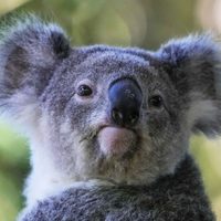 Australia aprueba la primera vacuna del mundo para proteger a los koalas de la clamidia