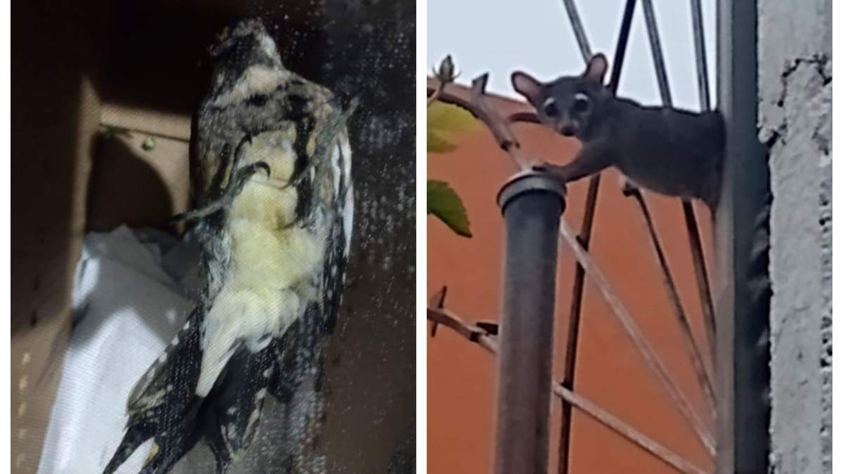 El pájaro carpintero mexicano y el cacomixtle