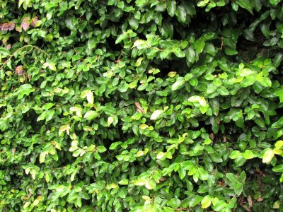 La planta que muchos quieren tener en su jardín pero que esconde un impensado secreto