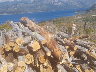 Villa Pehuenia–Moquehue: más de 150 familias abastecidas con leña