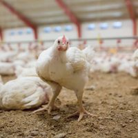 Ahora, por brote de gripe aviar: sacrifican a 25 mil pollos en Dinamarca