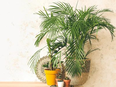 Cuestan una fortuna en el vivero: germiná tus propias palmeras en casa con este sencillo y efectivo truco